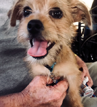 Figure 5: Another patient weathered the storm with his dog, Shirley.