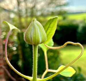 Clematis bud. © Jason Hack (Oleander Photography) 