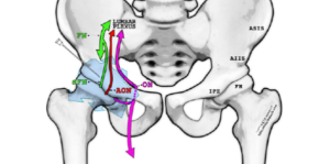 IMAGES: Arun Nagdev Illustrations: Luftig/Benbott/Highland Ultrasound